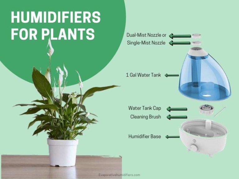 How Long Should You Use A Humidifier For Plants - How Often Should I Use A Humidifier