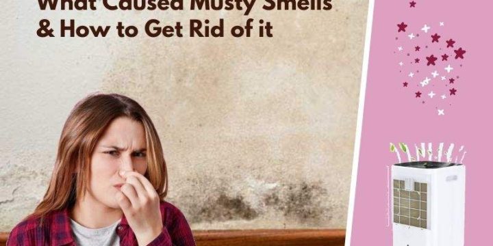 How to Remove Musty Smells from the House Through Dehumidifier